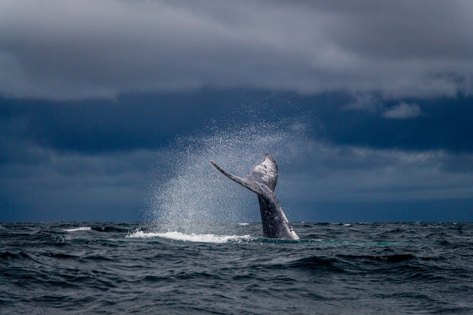 Whale Watching Season: Everything You Need to Know
